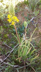 Bulbine annua