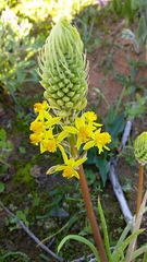 Bulbine annua