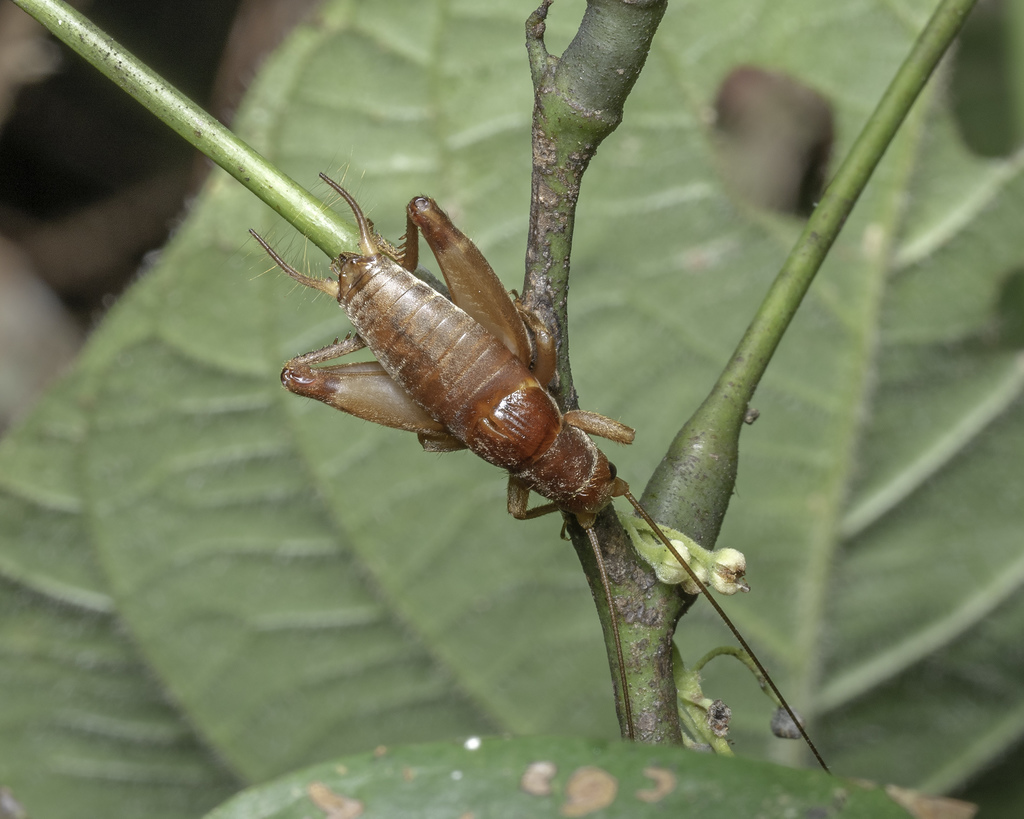 Odontogryllodes