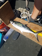 Scomberomorus maculatus