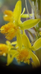 Bulbine annua