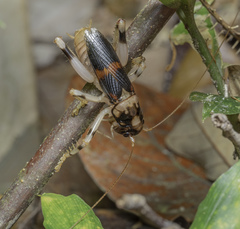Larnaca nigrata