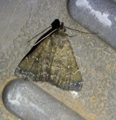 Hypenula cacuminalis