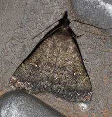 Hypenula cacuminalis