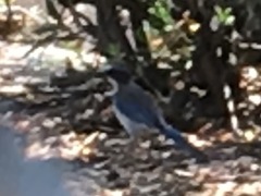 Aphelocoma californica