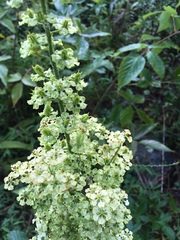 Veratrum hybridum