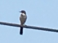 Aphelocoma californica