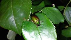 Anomala albopilosa