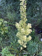 Veratrum hybridum