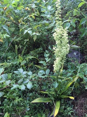 Veratrum hybridum