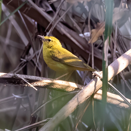 Flavescent Warbler (Myiothlypis flaveola), photo 10