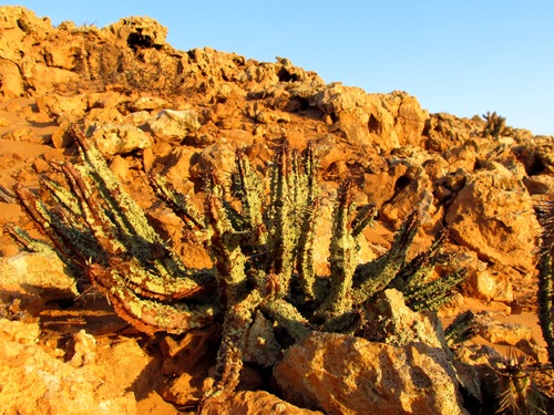 Euphorbia officinarum echinus