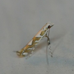 Acrocercops albinatella