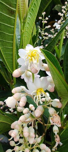 Miconia notabilis, photograph 3