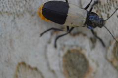 Chauliognathus tripartitus