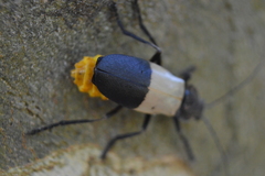 Chauliognathus tripartitus
