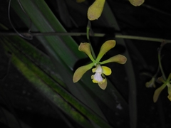 Encyclia parviflora