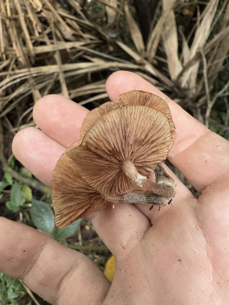 Armillaria puiggarii · February 2025 · photo: © harrii (iNaturalist, cc-by)