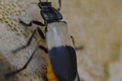 Chauliognathus tripartitus