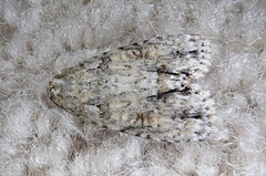 Acronicta exilis