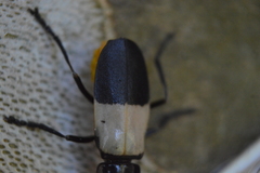 Chauliognathus tripartitus