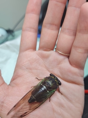 Neotibicen lyricen virescens
