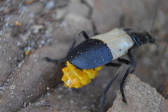 Chauliognathus tripartitus