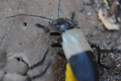 Chauliognathus tripartitus