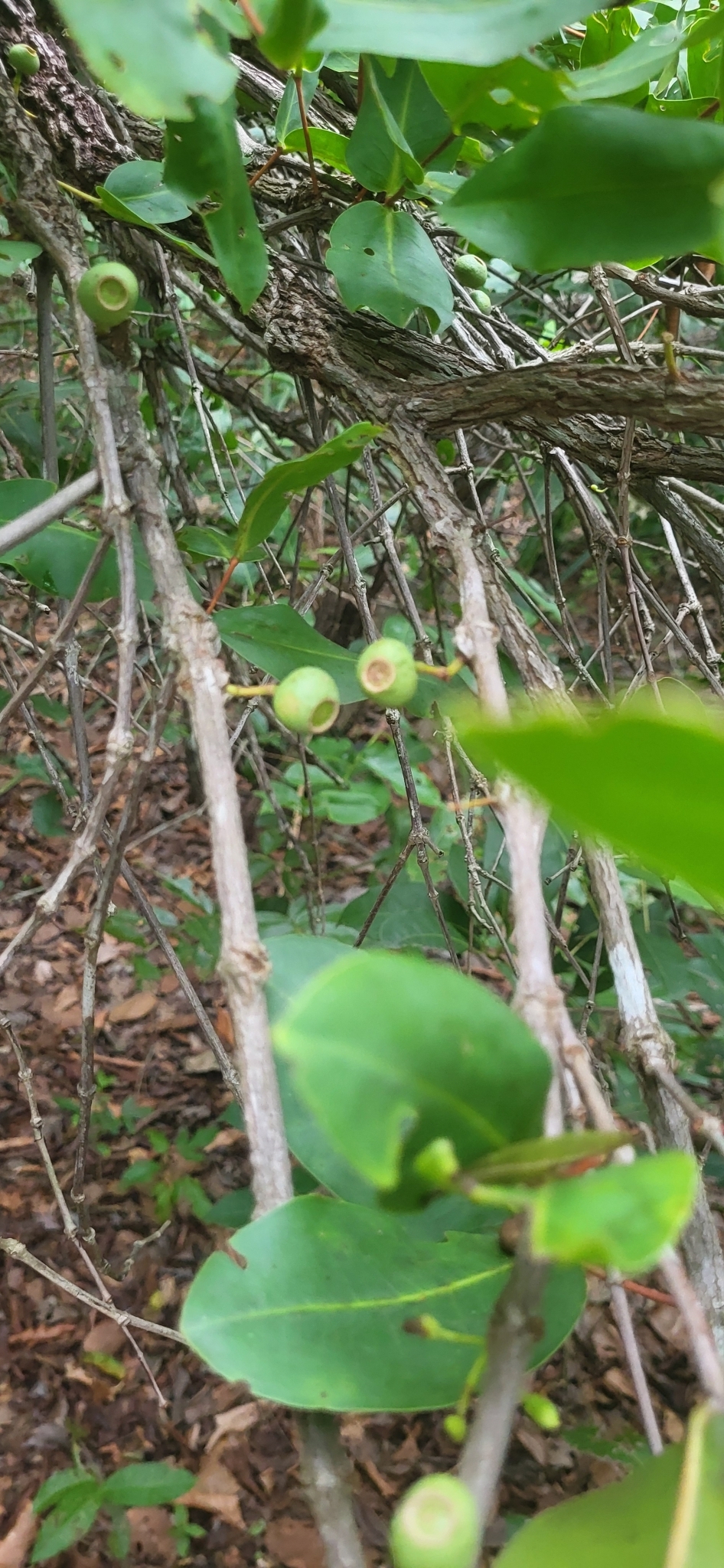 Imagem de Coroa-de-frade
