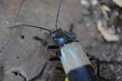 Chauliognathus tripartitus