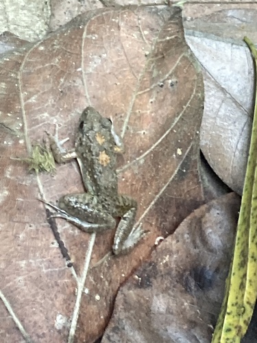 Nepal Cricket Frog, Minervarya nepalensis