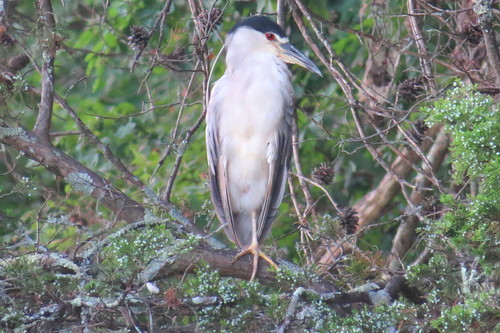 Black-crowned Night Heron photographed in Tennessee