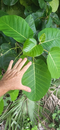 Ficus calyptroceras