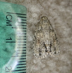 Acronicta exilis