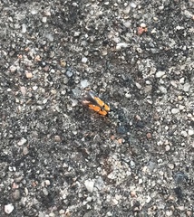 Chrysoclista linneella