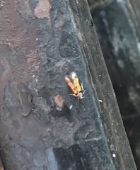 Chrysoclista linneella