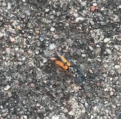 Chrysoclista linneella