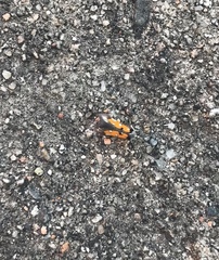 Chrysoclista linneella