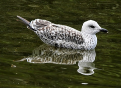 Larus michahellis