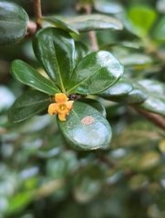 Rondeletia buxifolia, photograph author not stated, no rights reserved