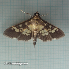 Uresiphita quinquigera