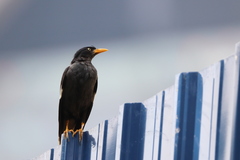 Acridotheres javanicus