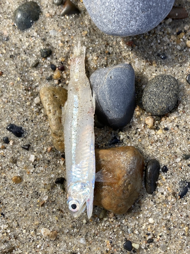 Slough Anchovy