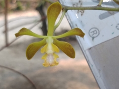 Encyclia parviflora