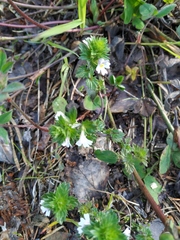 Euphrasia wettsteinii