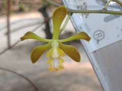 Encyclia parviflora