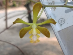 Encyclia parviflora