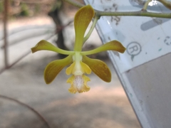 Encyclia parviflora
