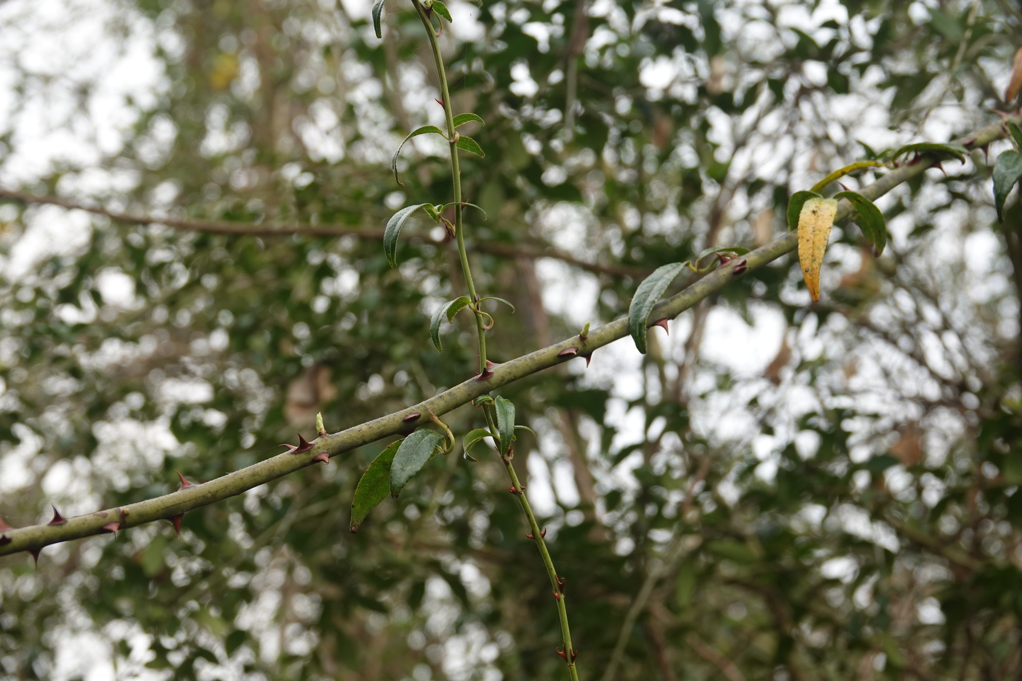 Imagem de Rosa-do-campo