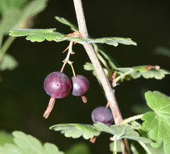 Ribes inerme